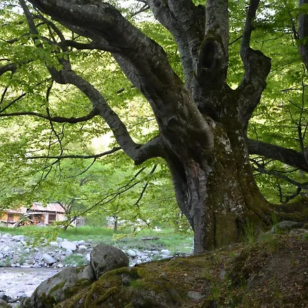 даяна Villa *